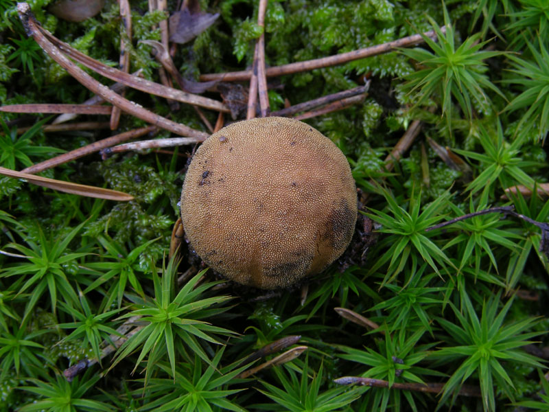 Elaphomyces granulatus